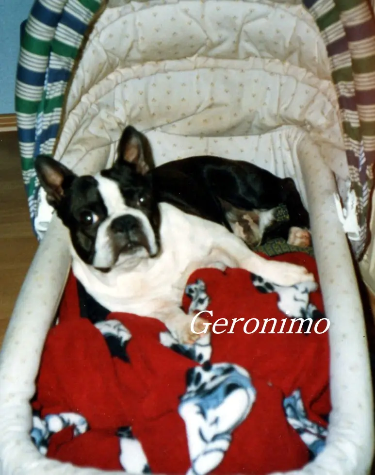 Image from Geronimo