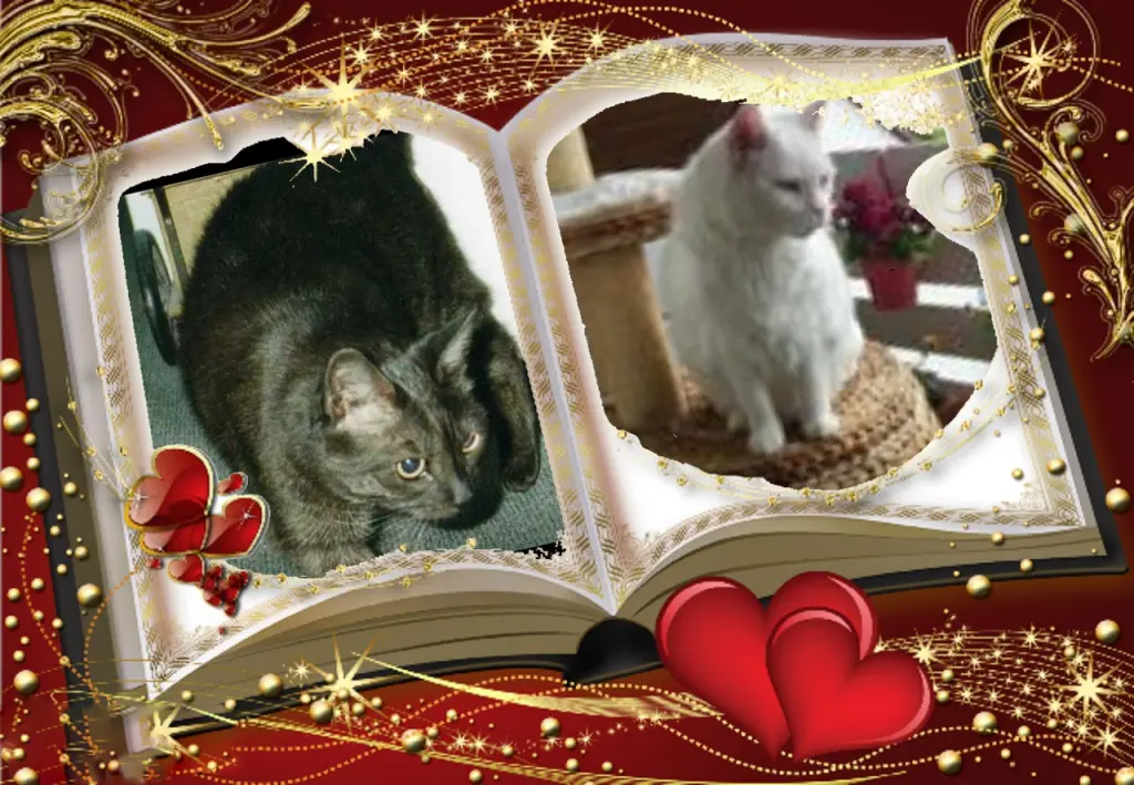 Condolence image of Klaudia mit Misiu❤❤❤Ganz Tief im Herzen❤