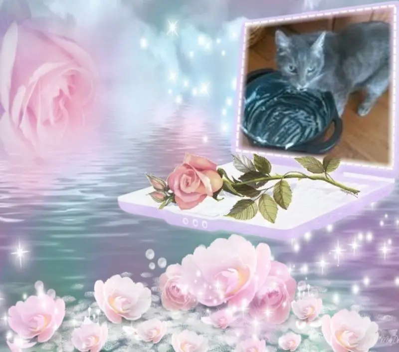 Condolence image of Fur Celly❤️