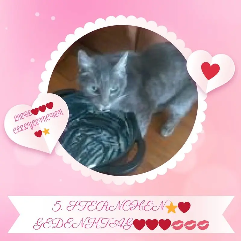 Condolence image of 5. STERNCHEN❤️GEDENKTAG❤️❤️❤️❤️❤️