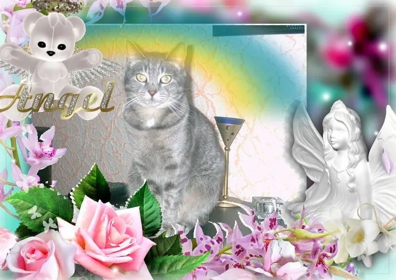 Condolence image of 5. STERNCHEN❤️GEDENKTAG❤️❤️❤️❤️❤️