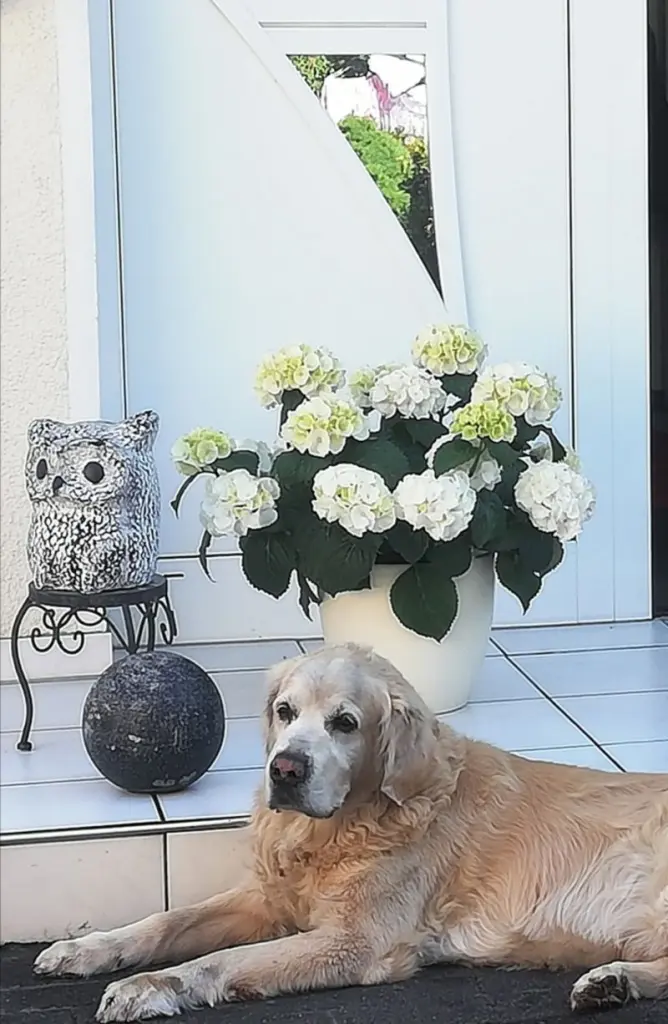 Condolence image of Heike