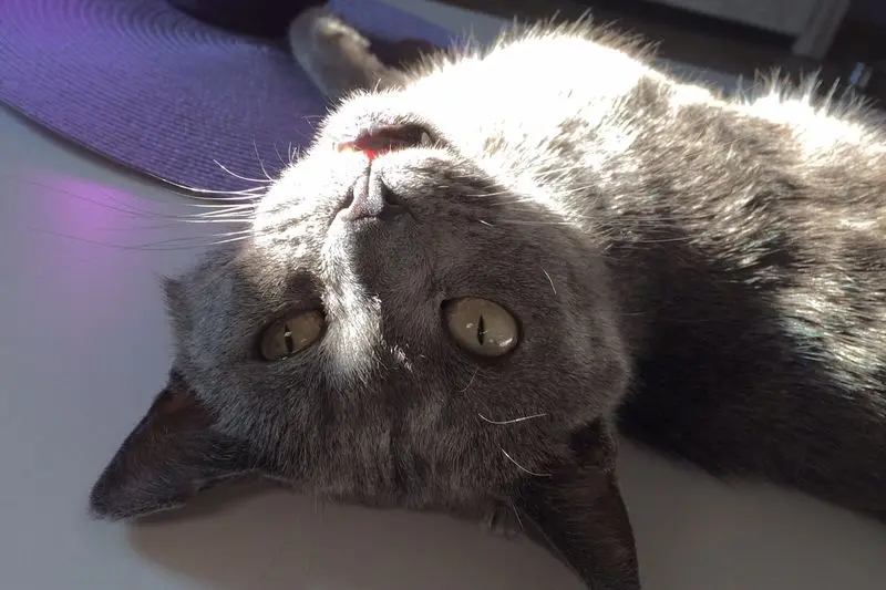 Condolence image of Sabine
