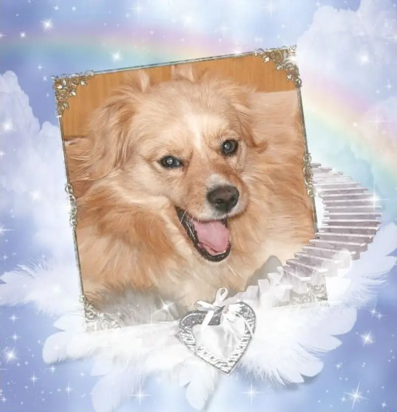 Condolence image of Sabine Dobbeck