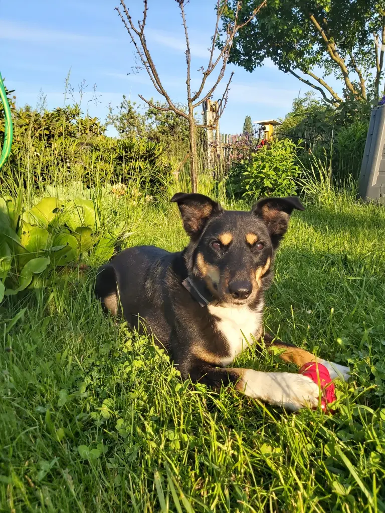 Image from Dingo