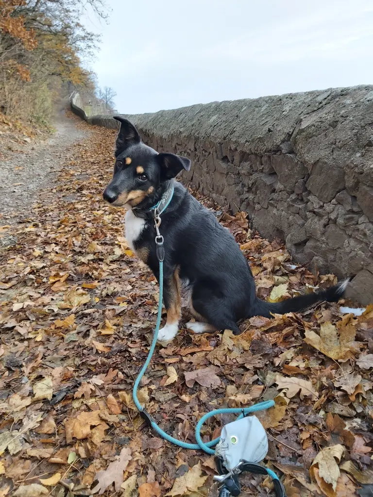 Image from Dingo