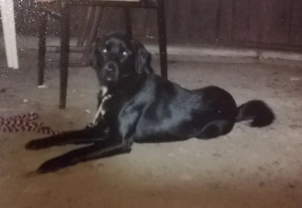 Image from Cujo