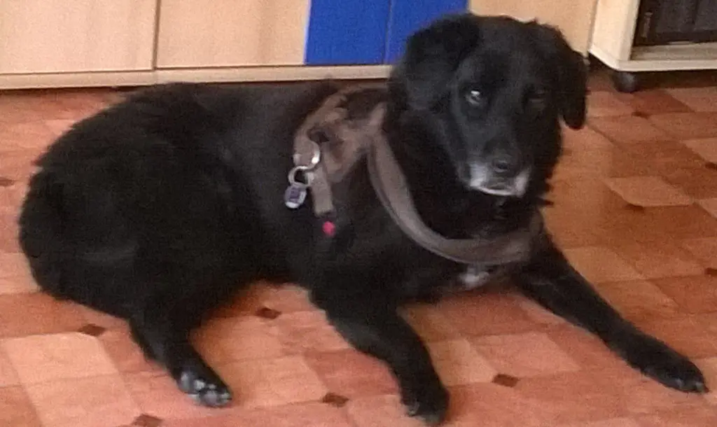Image from Cujo