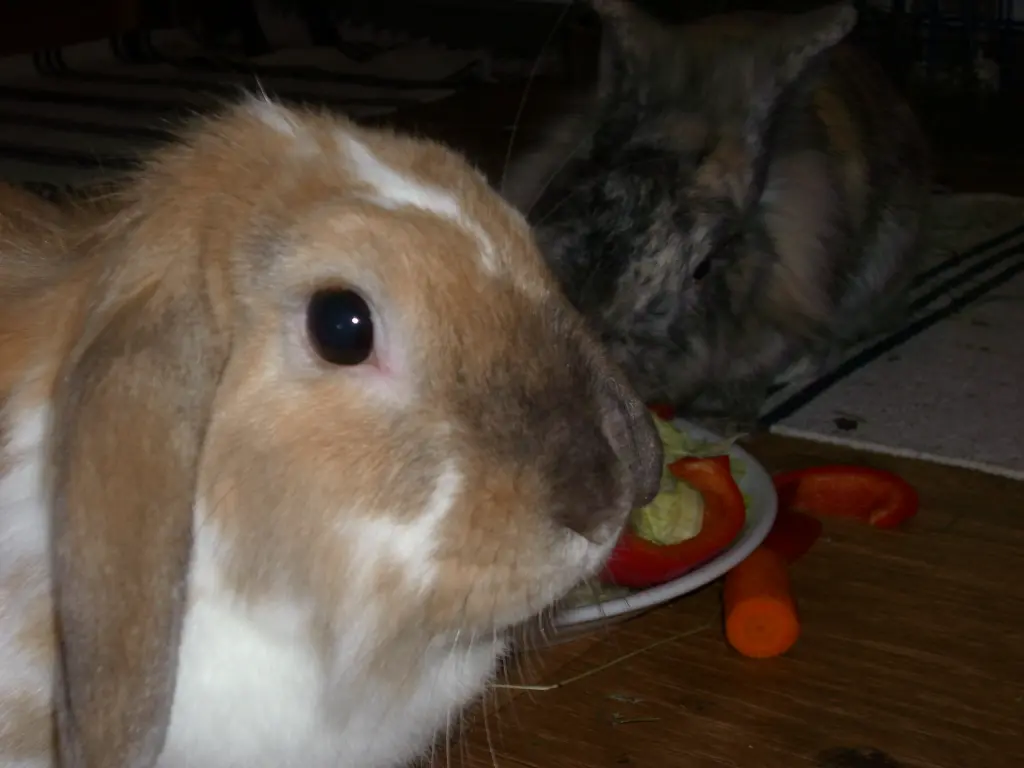Image from Lily