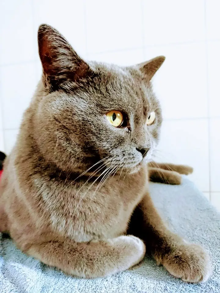 Image from Simba