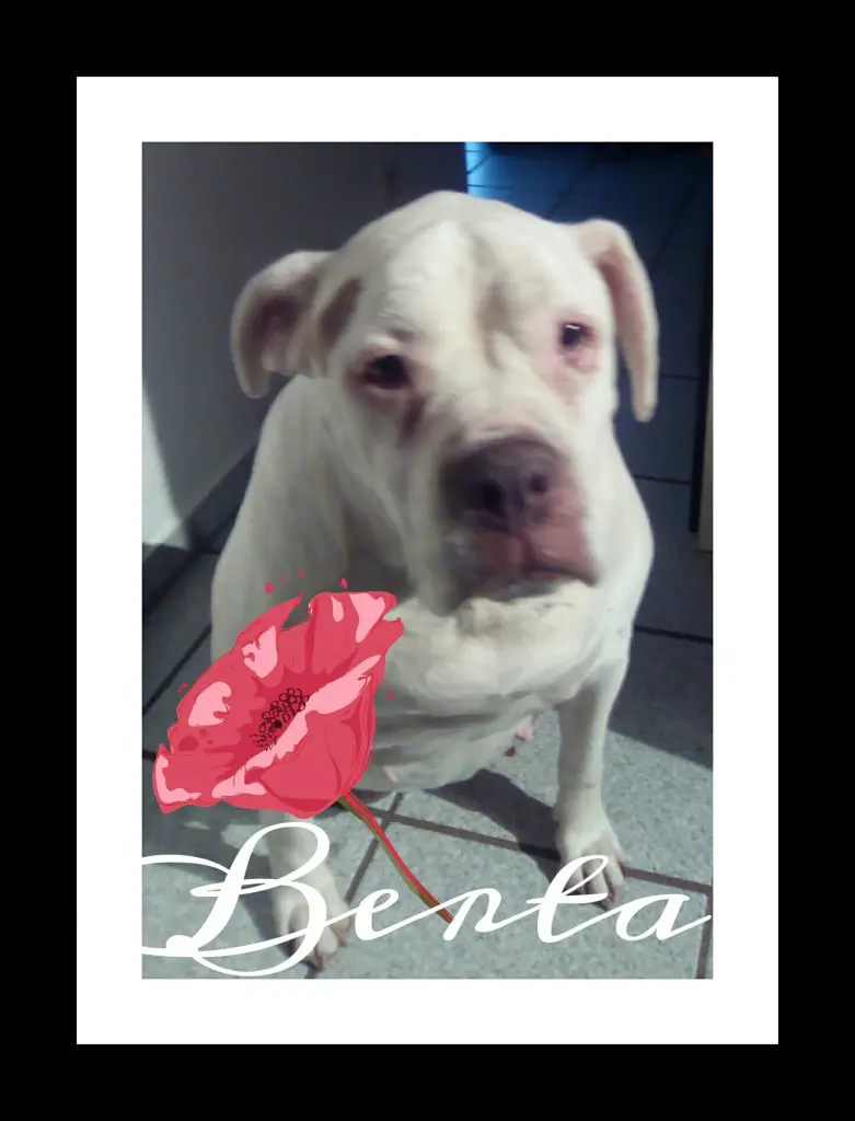 Image from Berta 