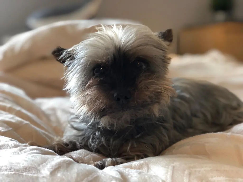 Image from Trixie