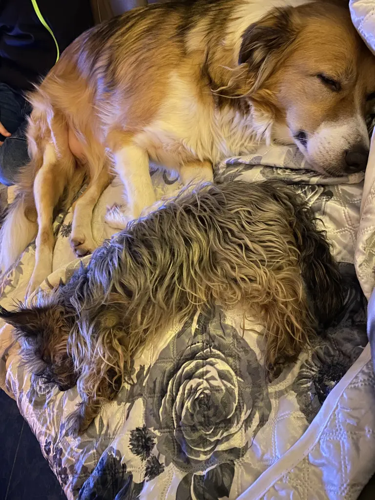 Image from Trixie