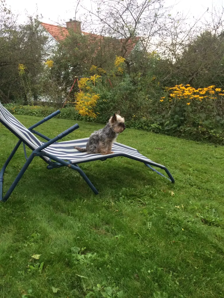 Image from Trixie