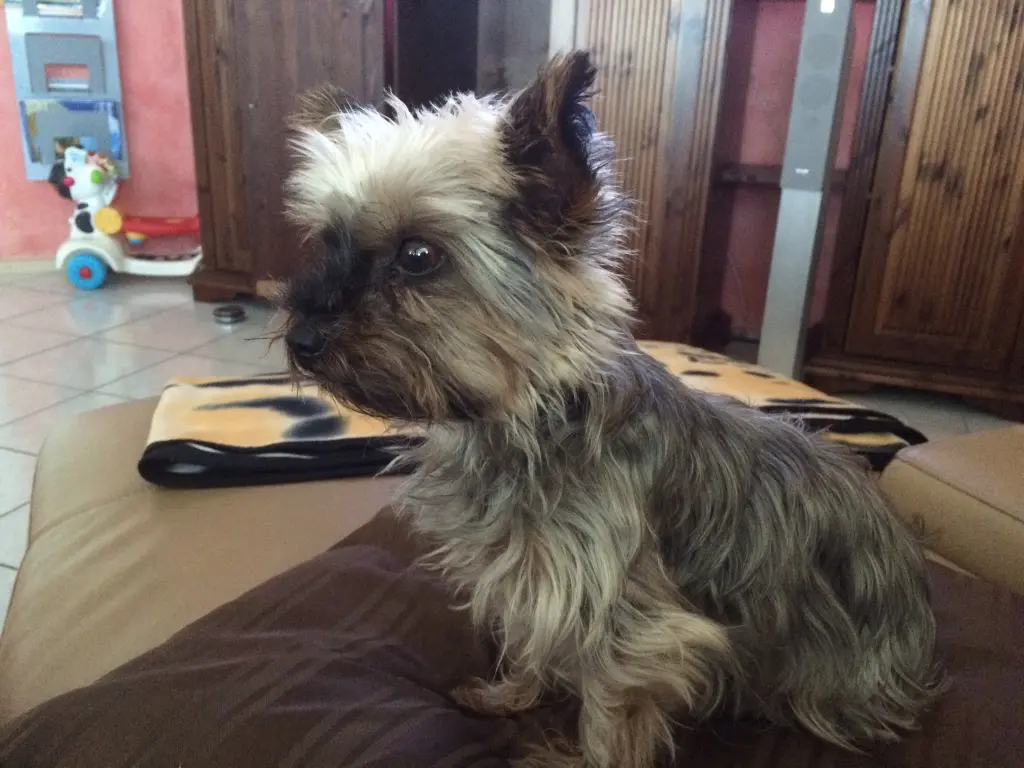 Image from Trixie