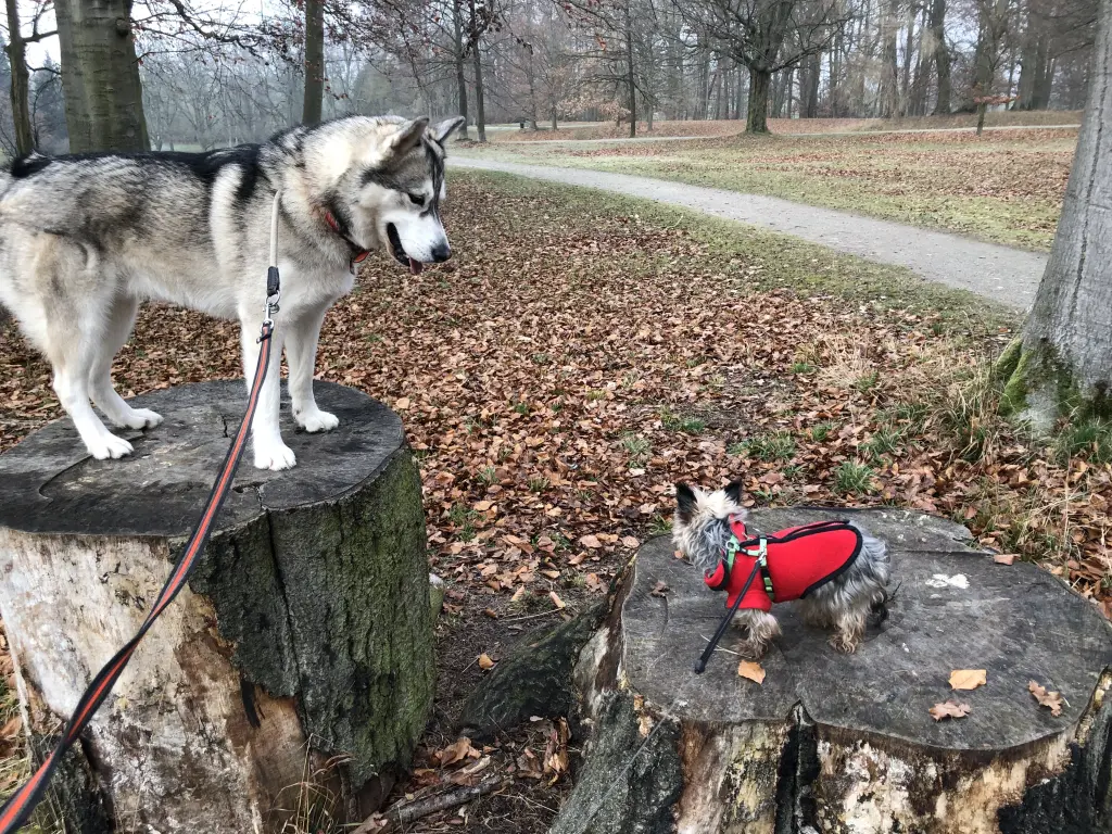 Image from Trixie
