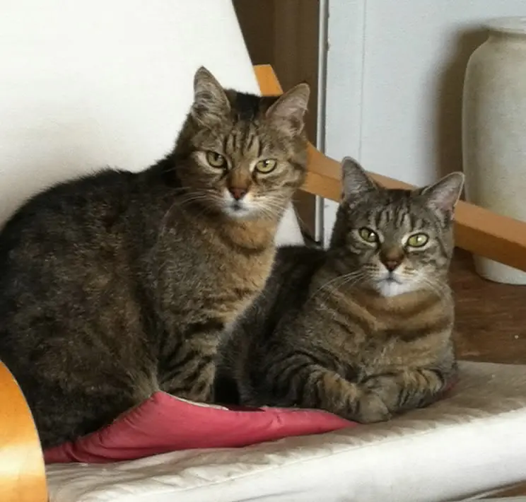 Image from Pupsi