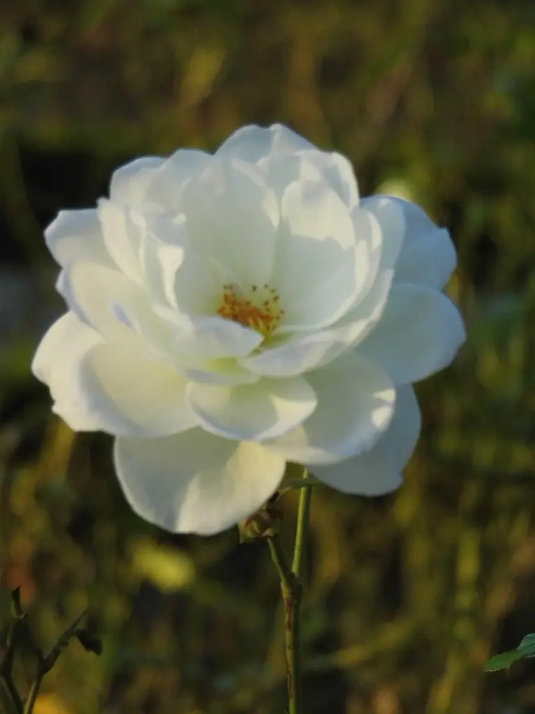 Condolence image of Oli