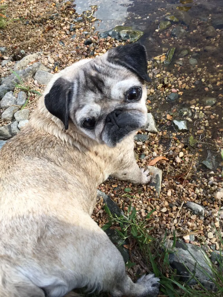 Image from Lilly
