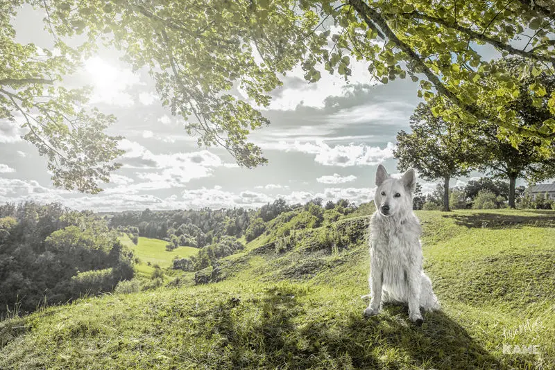 Condolence image of Katja