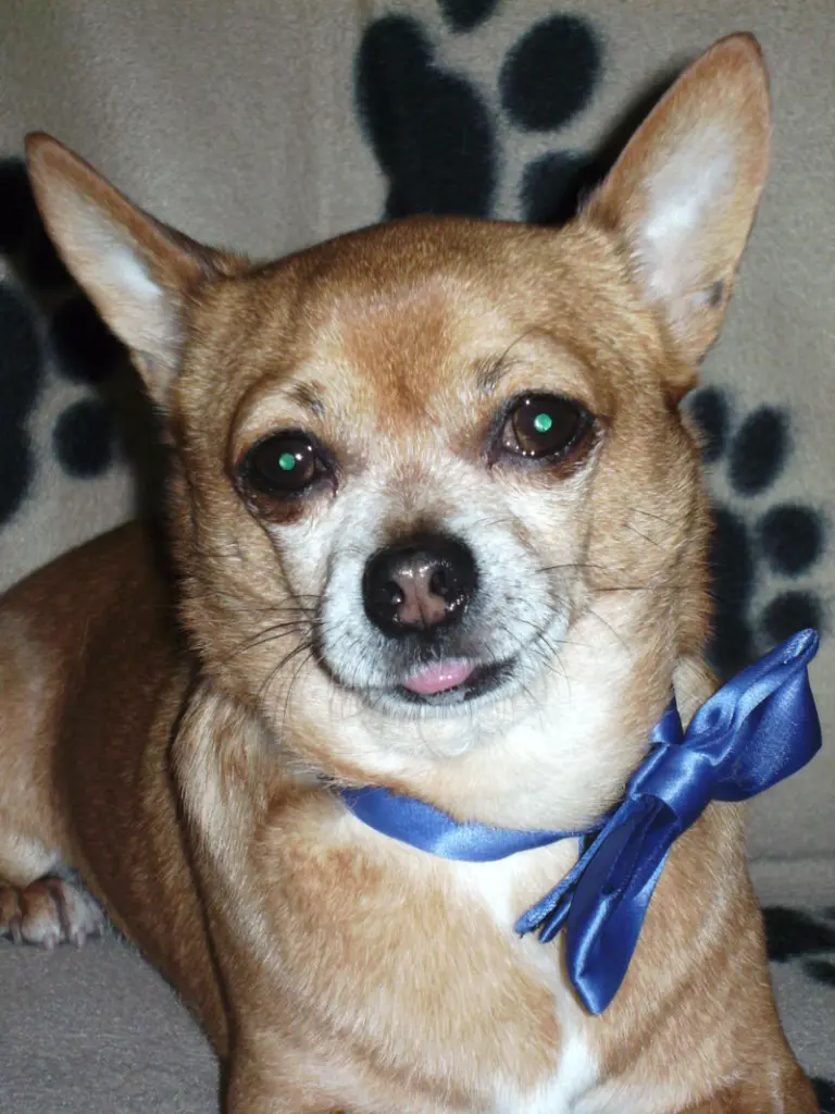 Condolence image of Irene mit Seelenhund *Jimmy * tief im Herzen