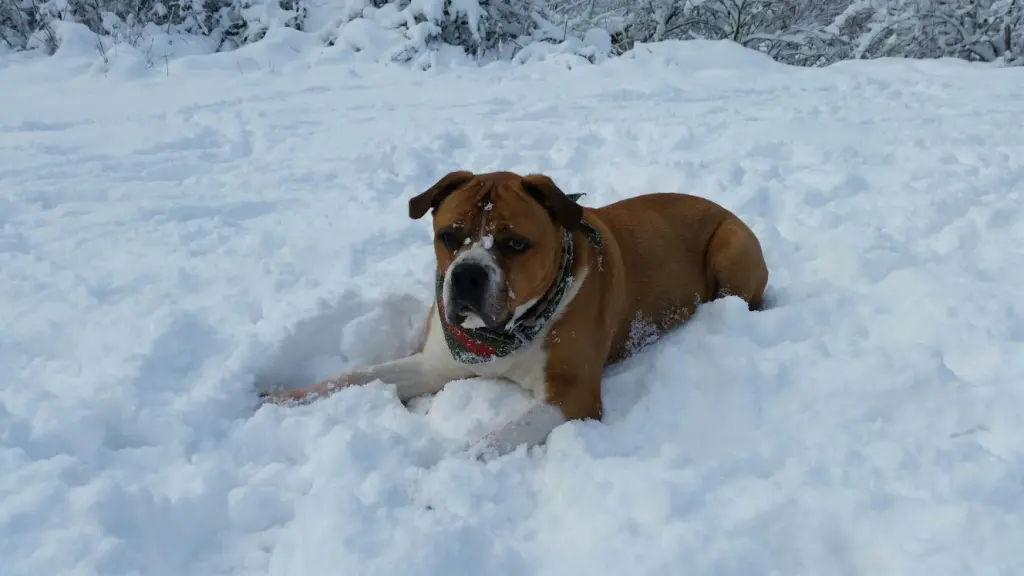 Image from Champ 