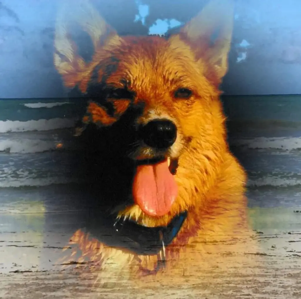 Image from Bobby
