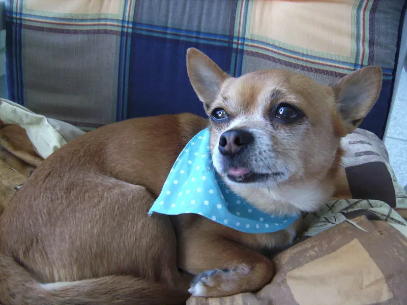 Condolence image of Irene mit Seelenhund *Jimmy * ganz tief im Herzen