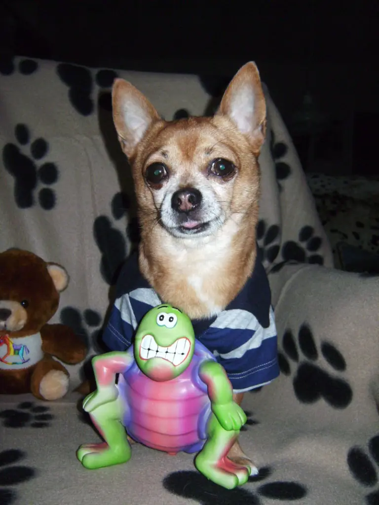 Condolence image of Irene mit Seelenhund *Jimmy * tief im Herzen