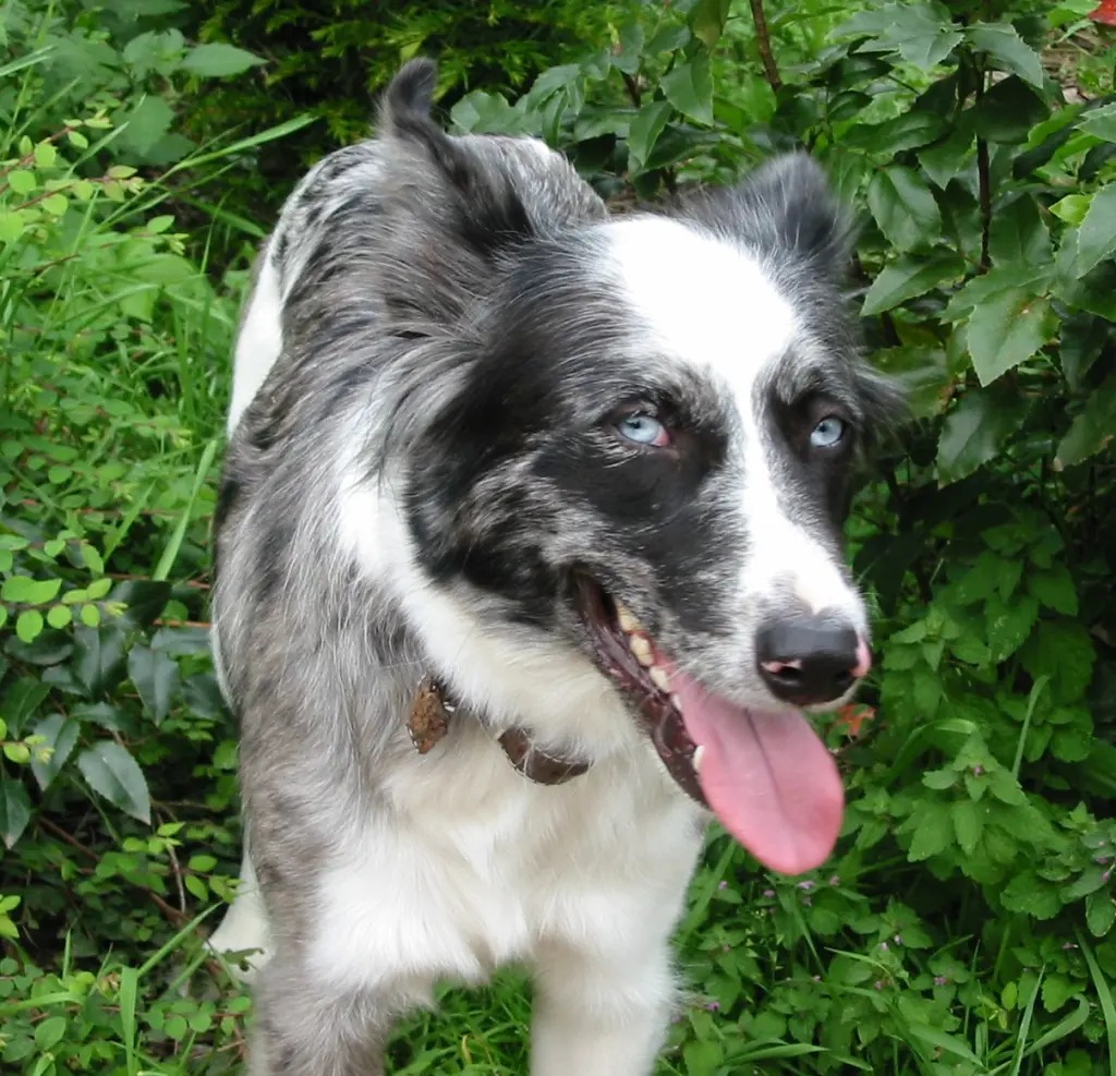 Condolence image of Axel