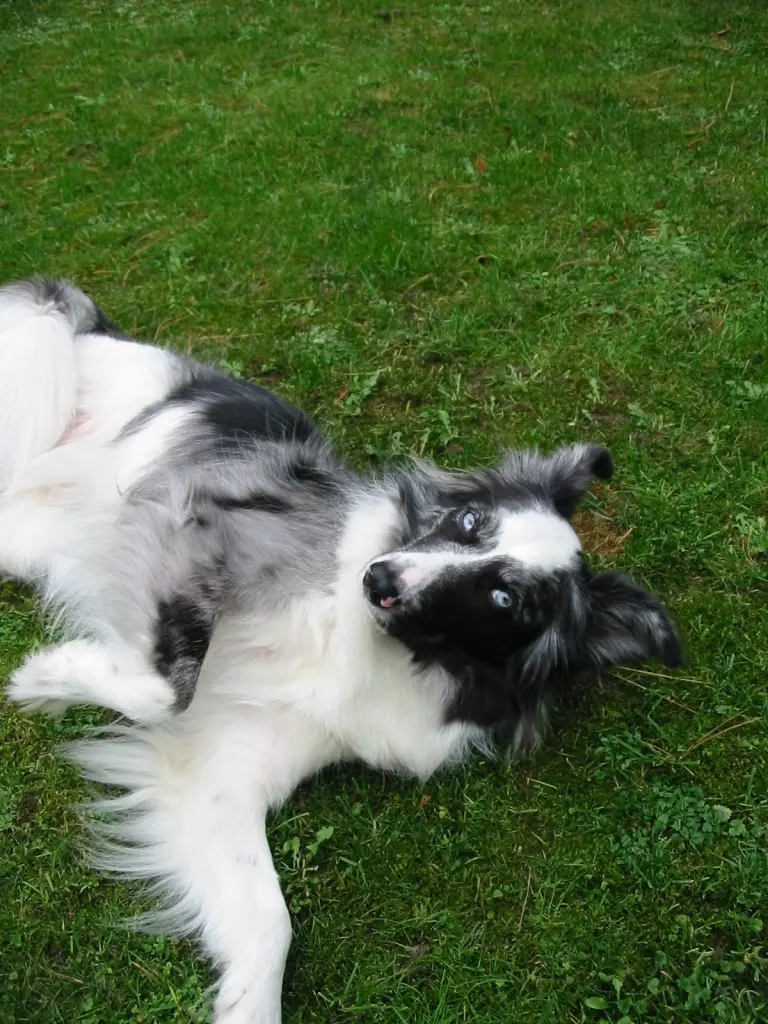 Condolence image of Axel
