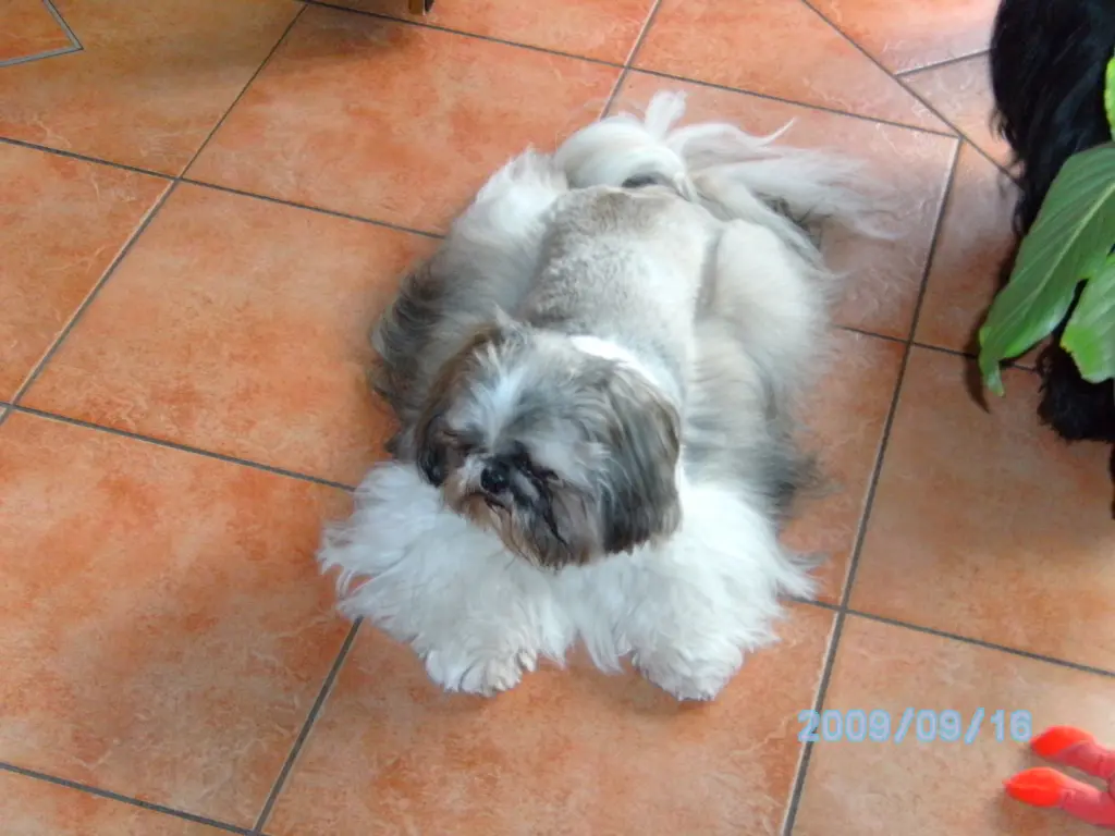 Image from Bagiro