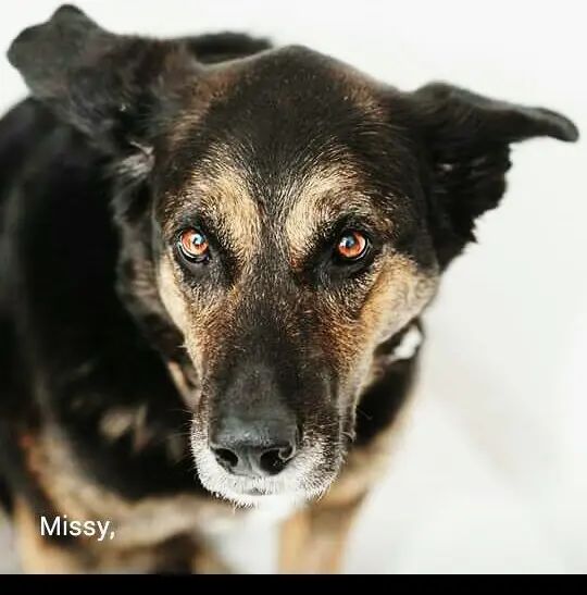 Image from Missy