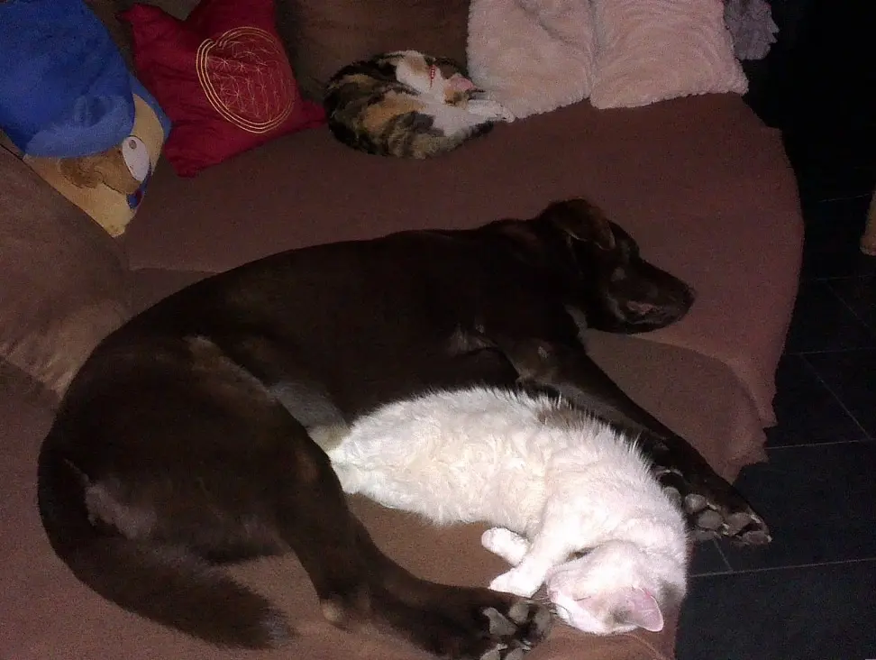 Image from Luna