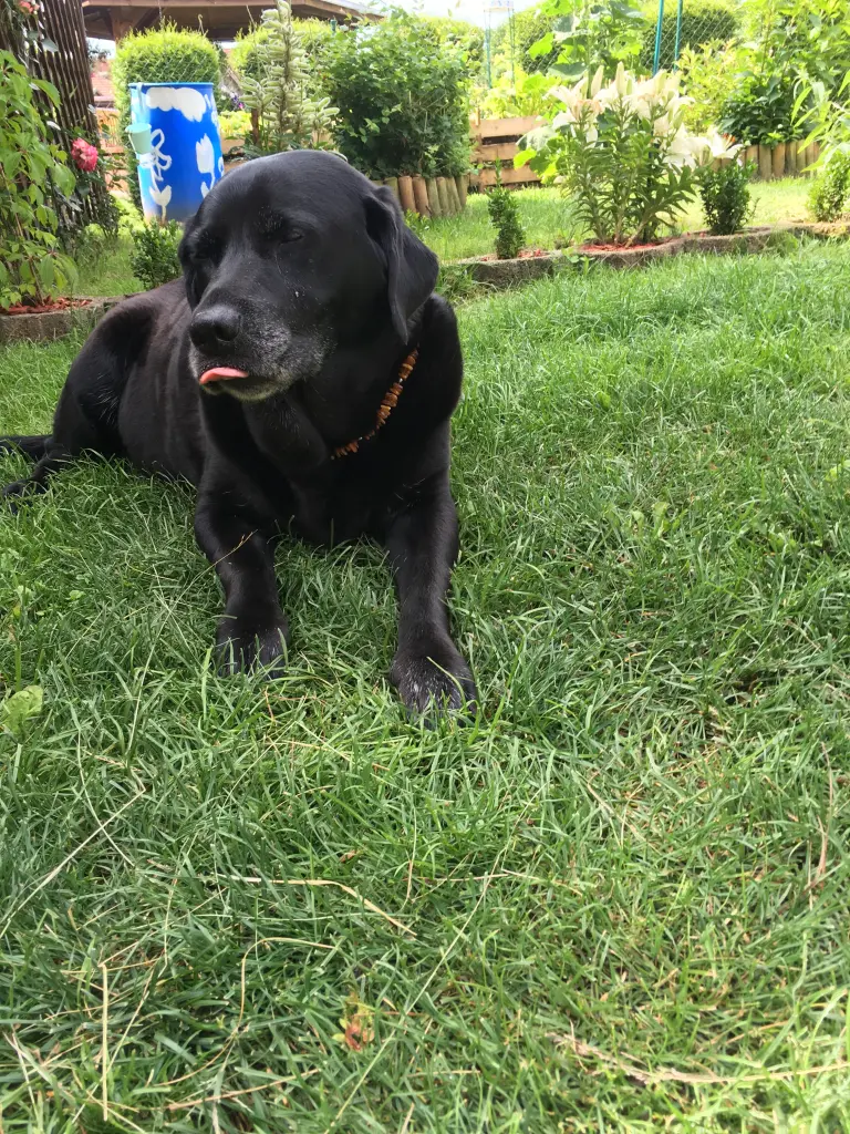 Image from Tayson 