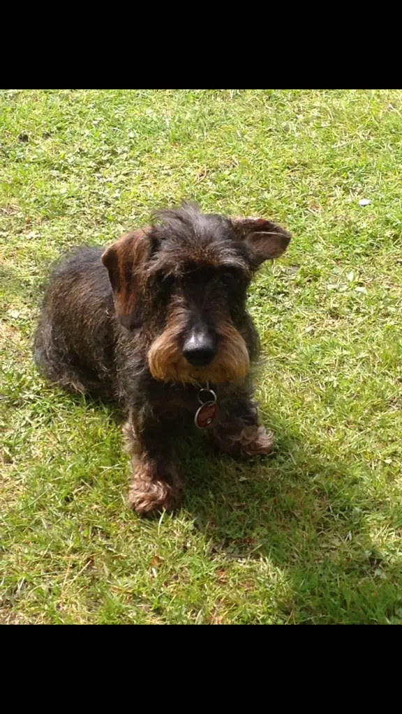 Image from Rudi