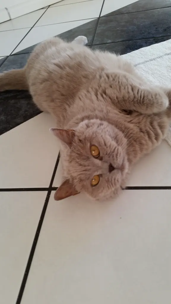 Image from Cappuccino 