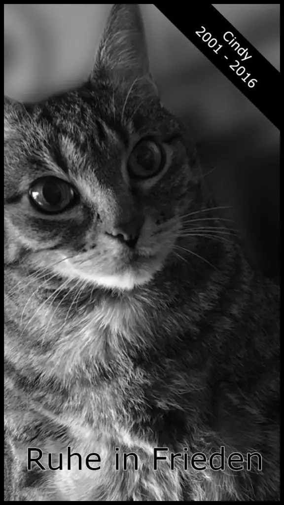 Image from Cindy