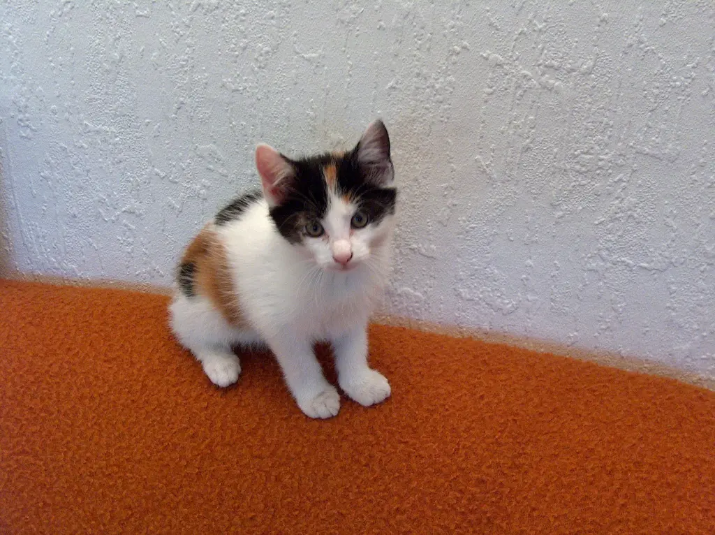 Image from Tabby