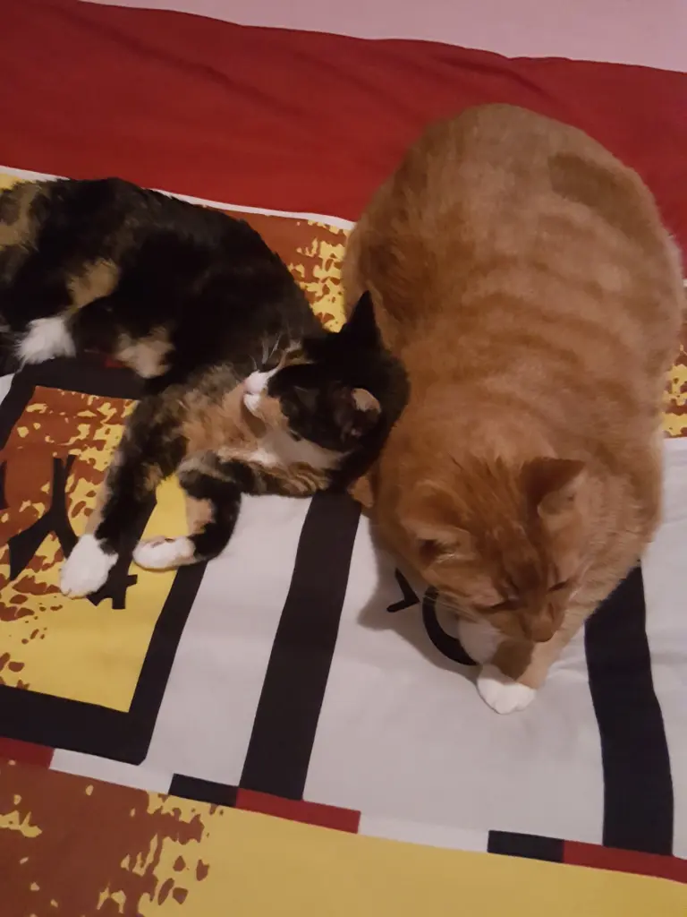 Condolence image of Putzi Pusbatzkies