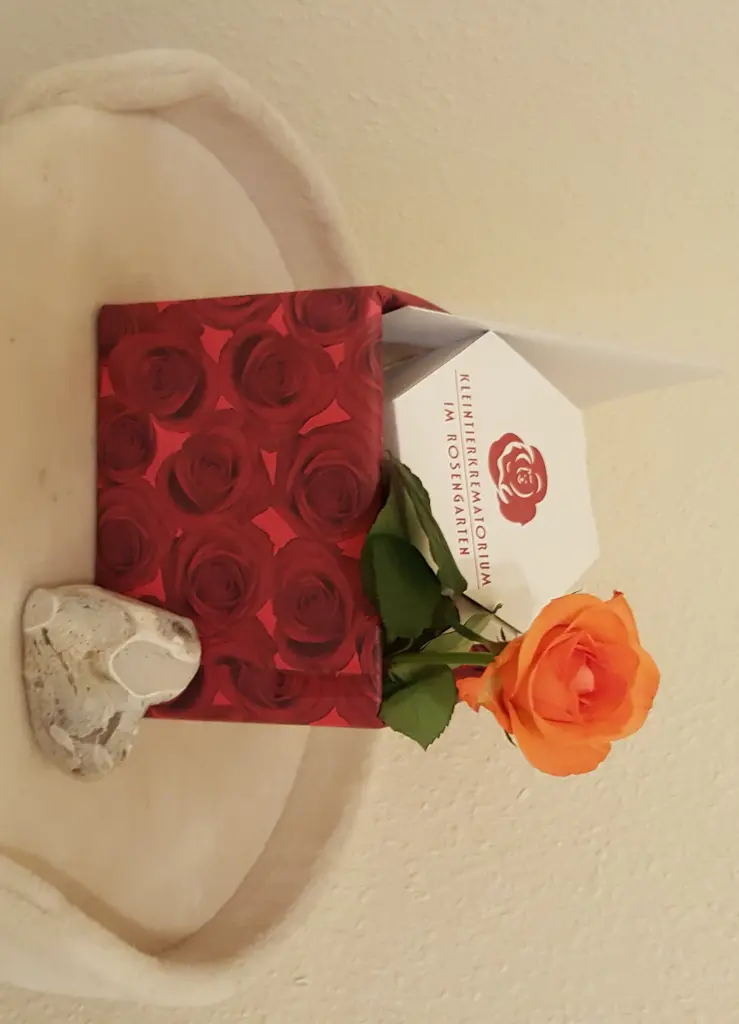 Image from Kiara