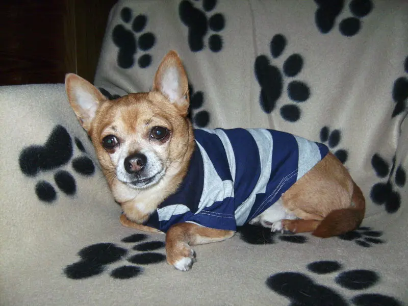 Condolence image of Irene mit Seelenhund *Jimmy * tief im Herzen