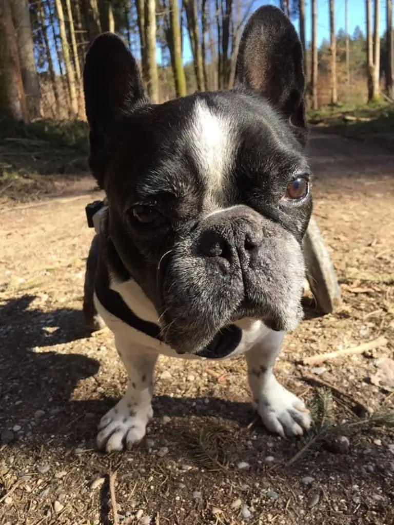 Condolence image of Birgt mit Benni im Herzen