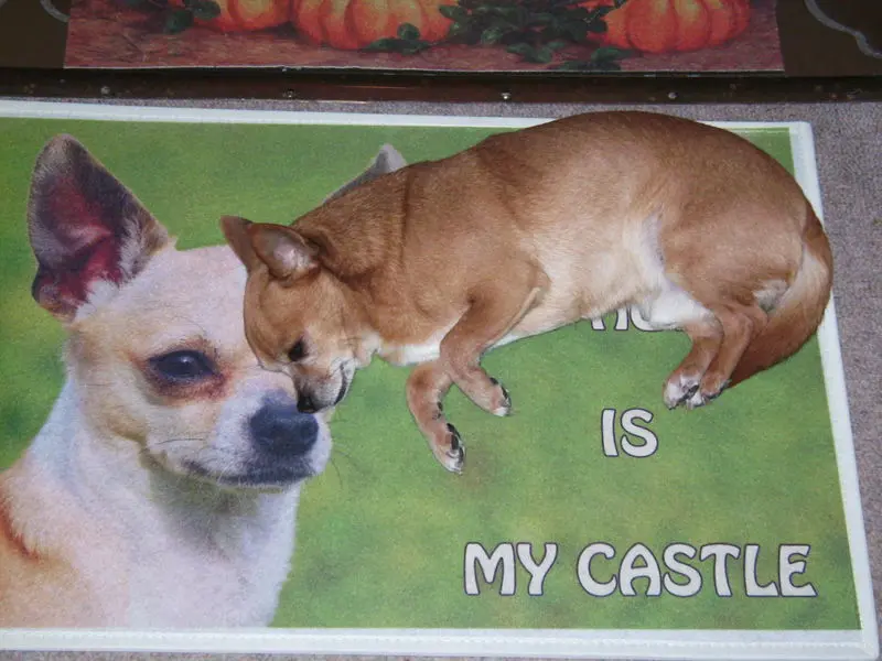 Condolence image of Irene mit Seelenhund *Jimmy * tief im Herzen