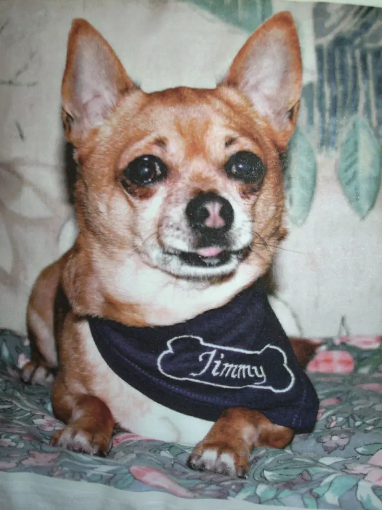 Condolence image of Irene mit Seelenhund *Jimmy * ganz tief im Herzen