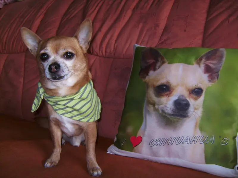 Condolence image of Irene mit Seelenhund *Jimmy * tief im Herzen