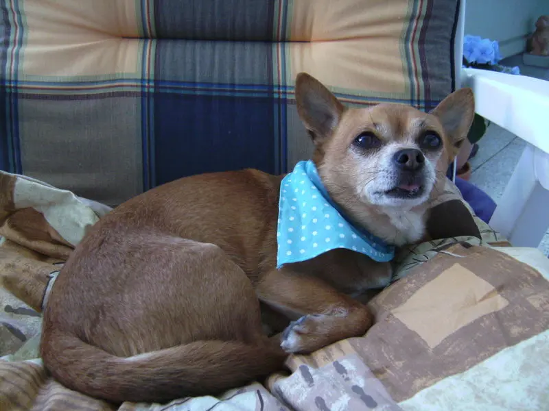 Condolence image of Irene mit Seelenhund *Jimmy* tief im Herzen