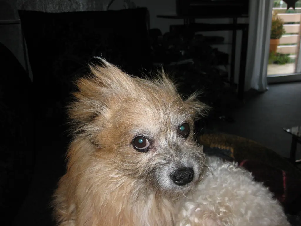 Image from Gismo