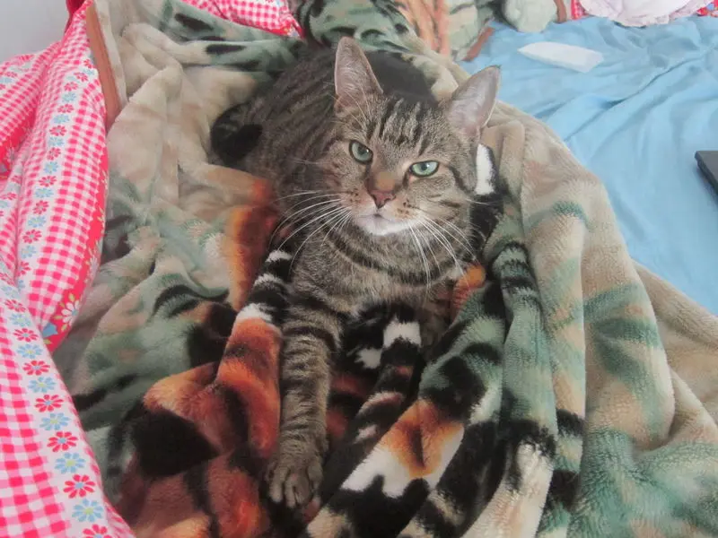 Condolence image of Lydia