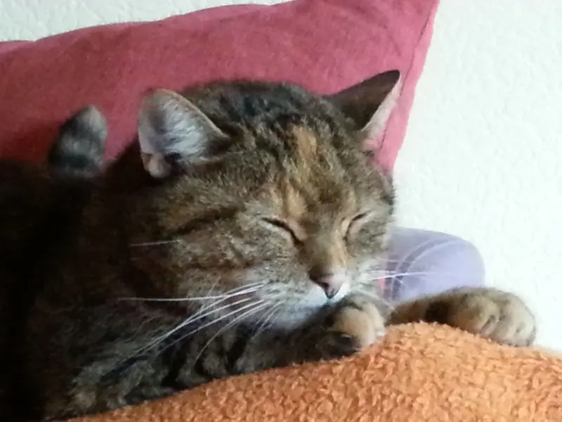 Condolence image of Daniela